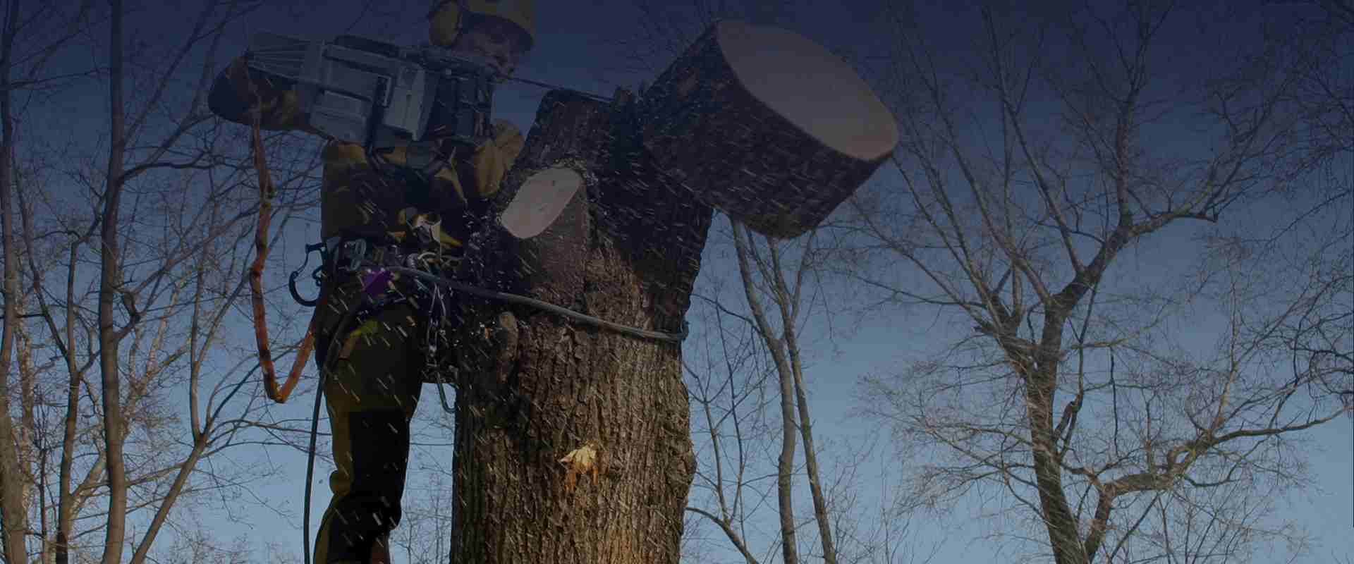 Спил и обрезка деревьев на участке